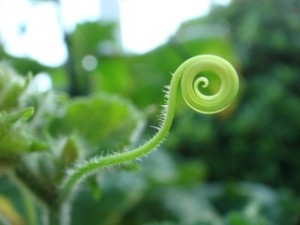 大分市　首藤耳鼻咽喉科　植物