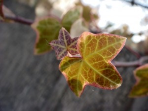 大分市　首藤耳鼻咽喉科　植物