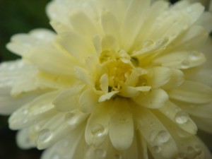 大分市　首藤耳鼻咽喉科　雨の花