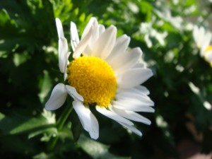 大分市　首藤耳鼻咽喉科　花