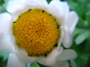 大分　首藤耳鼻咽喉科　白い花