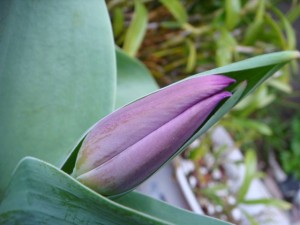 大分市　首藤耳鼻咽喉科　花