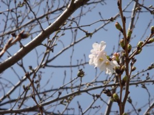 大分市　首藤耳鼻咽喉科　初桜