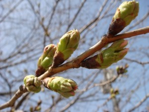 大分市　首藤耳鼻咽喉科　初桜つぼみ