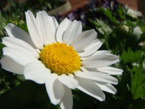 大分市　しゅとじび　白い　花